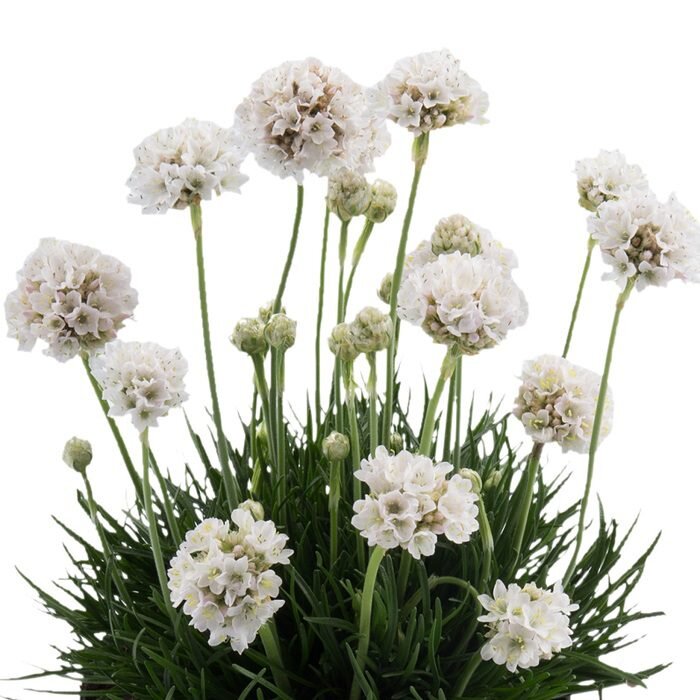 Armeria maritima 'Abbey White'