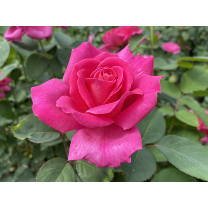 Ruža čajová -voňavá - Rosa GRANDE AMORE ® Co4L