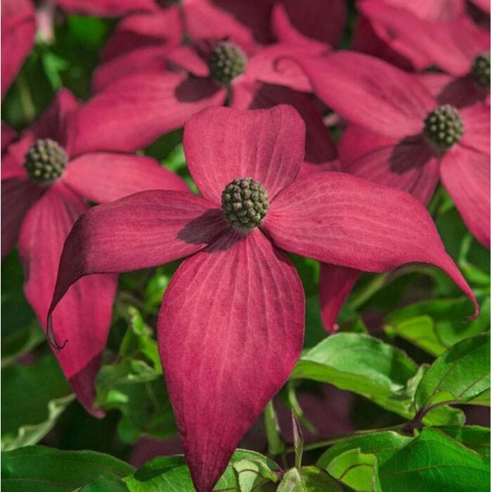Drie? kousa - Cornus kousa 'Scarlet Fire' - 180/200cm