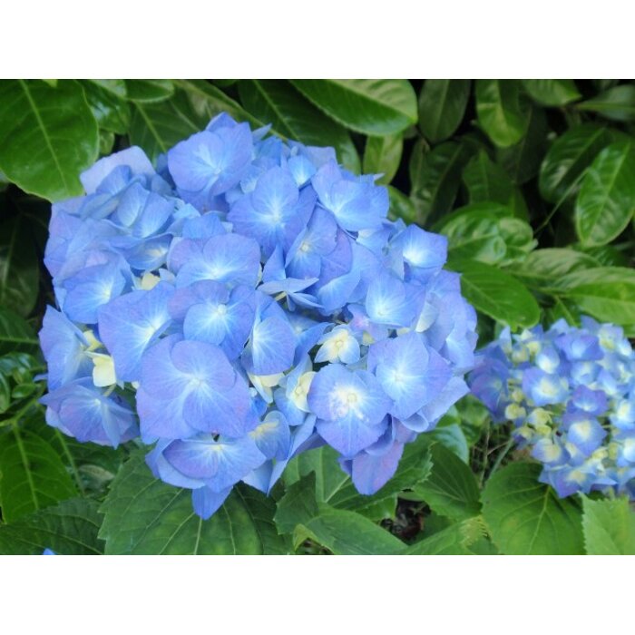 Hortenzia kalinolistá - Hydrangea macrophylla - MODRÁ - 20/70cm