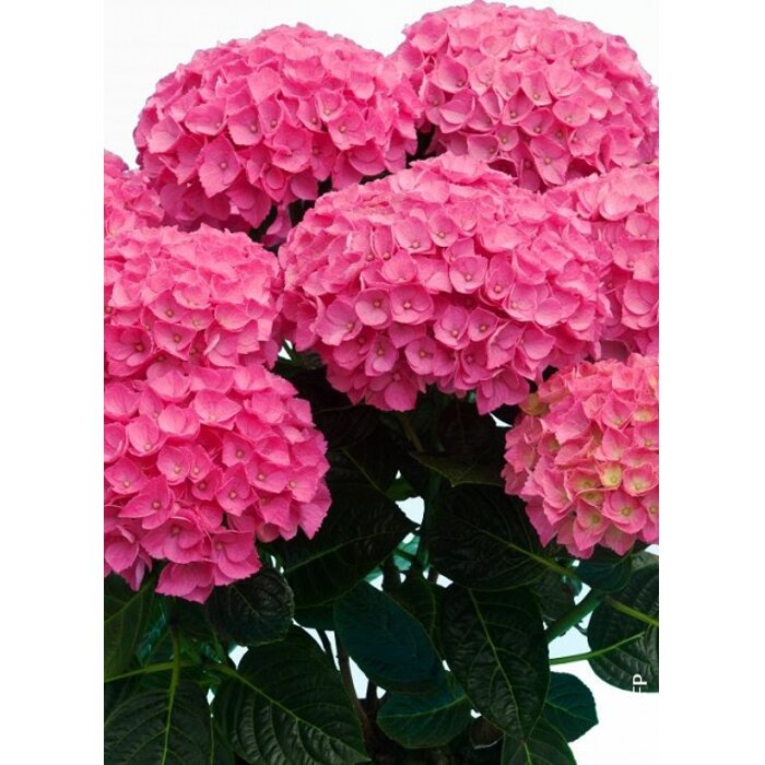 Hortenzia kalinolistá - Hydrangea macrophylla - tmavo ružová