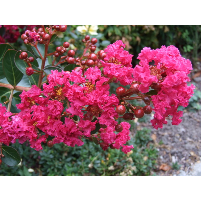 Myrta krepová tmavo ružová - Lagerstroemia indica ´Rosea Grassi ´  Co10L  KM80-90 230/250