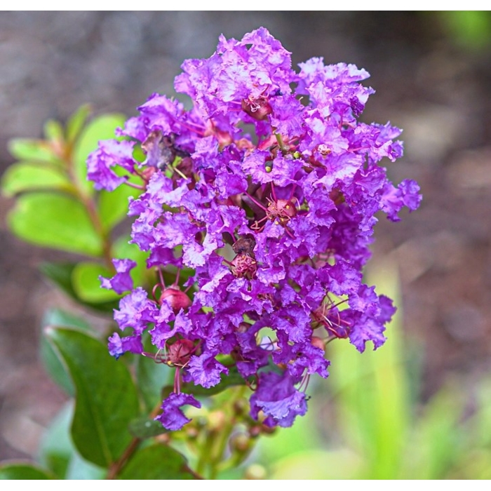 Myrta krepová červená - Lagerstroemia indica ´Rubra Magnifica´ Co3L 30/40