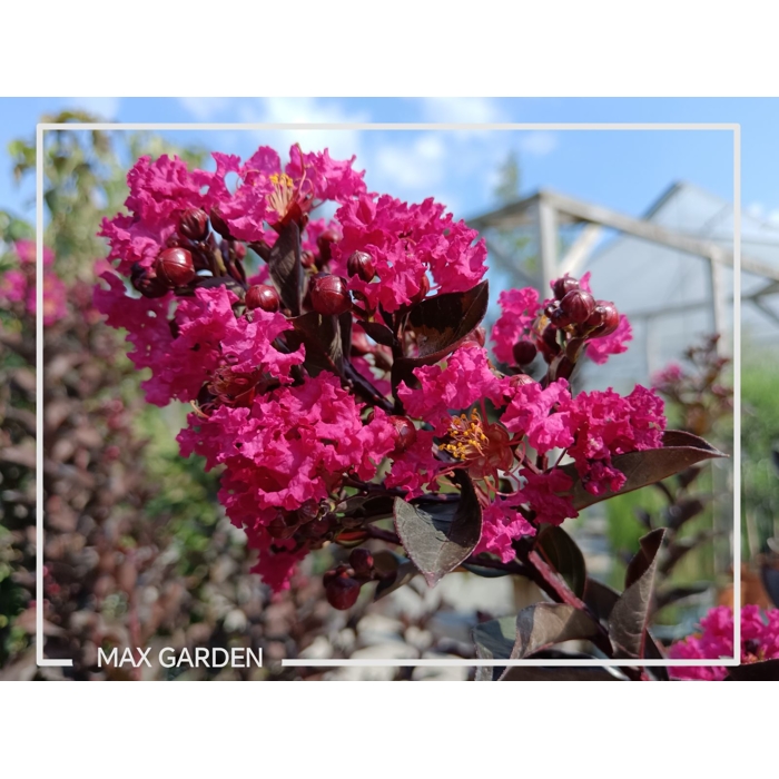 Myrta krepová fialová - Lagerstroemia indica ´Black Diamond Red Hot´  Co8L 70/90