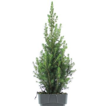Smrek biely - Picea glauca ´December´ - 30/40cm