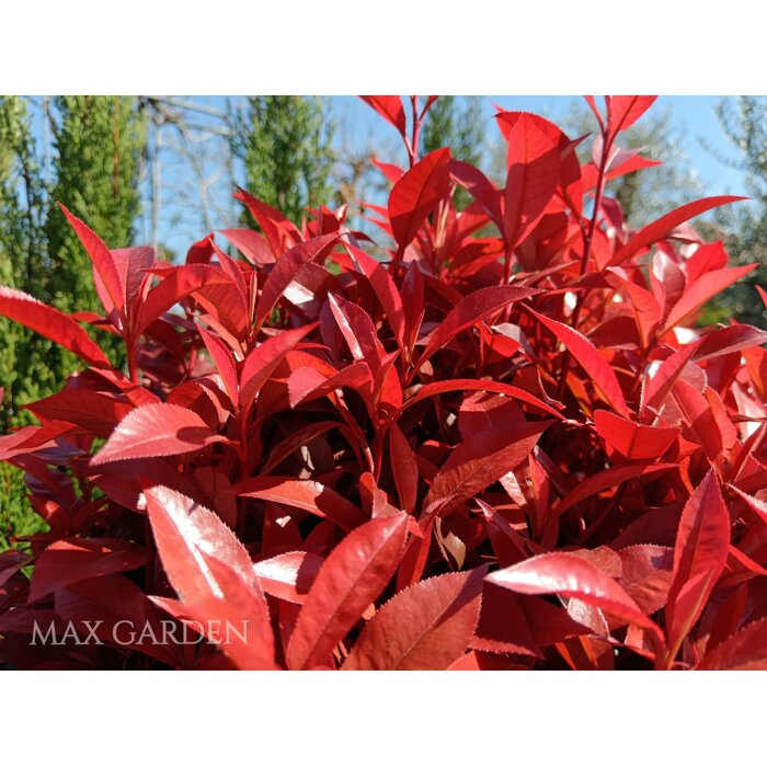 ?ervienka  - Photinia fraseri ´Carre Rouge´- 40/50cm