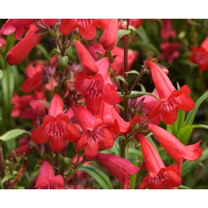 Penstemon Sunbrust P13