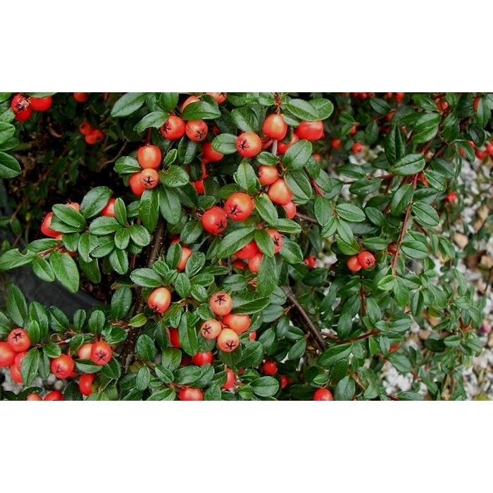 Skalník dammerov - Cotoneaster dammeri 'Coral Beauty´- na 80cm kmienku