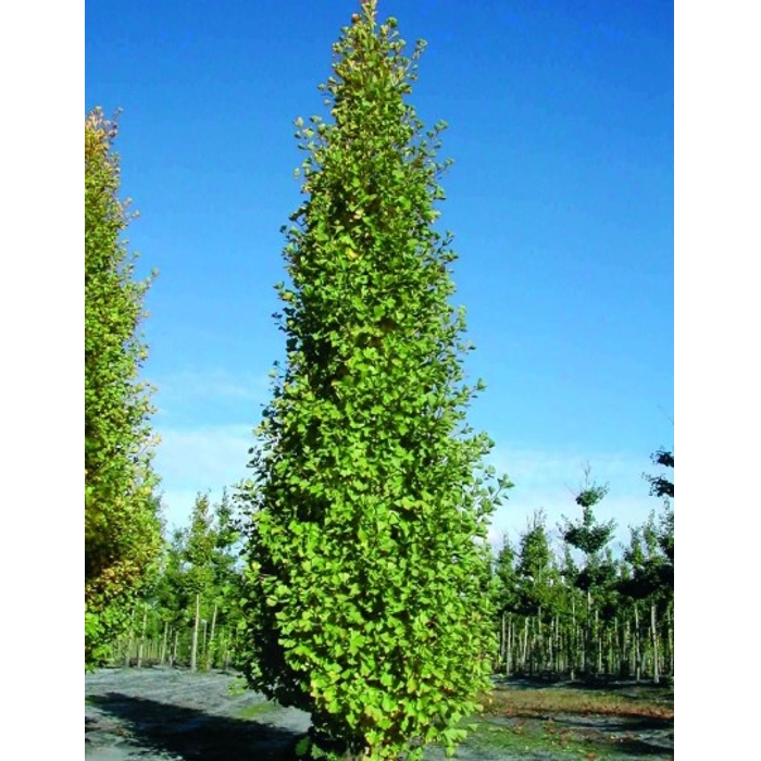 Ginko dvojlalo?né - Ginkgo biloba ´Fastigiata Blagon´- 160/180cm