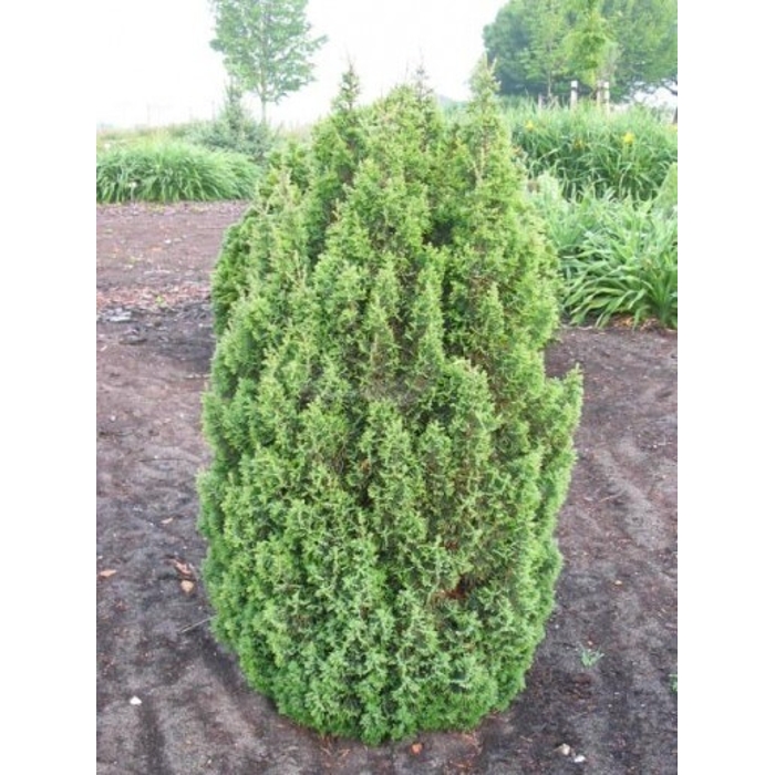Cypruštek tujovitý - Chamaecyparis thyoides 'Top Point' - 30/40cm
