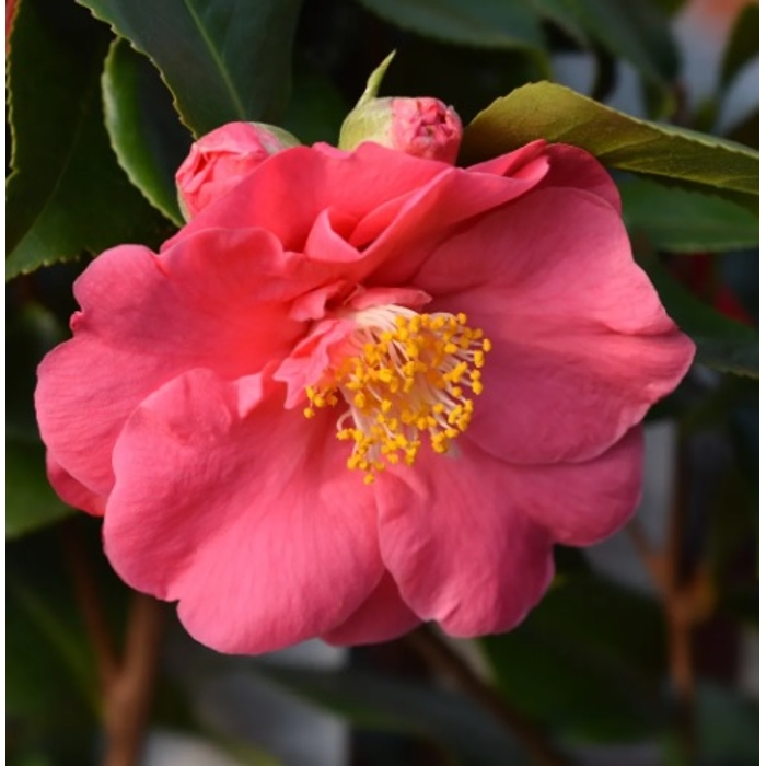 Kamélia Japonská ružová - Camellia japonica - ružová Co17