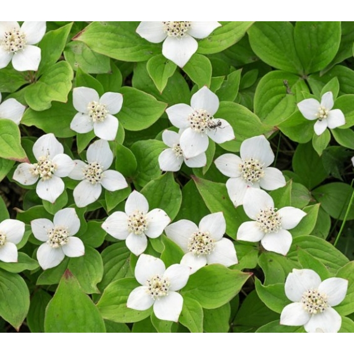 Drieň kousa - Cornus kousa 'China Girl' Co18L 125/150