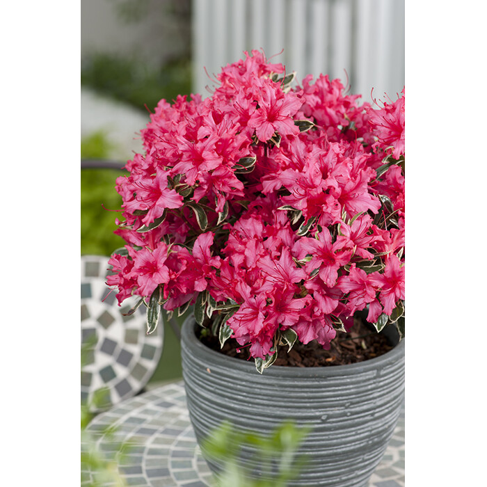 Azalka japonská - Azalea japonica 'SILVER SWORD' - 20/30cm