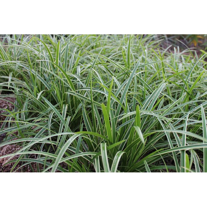 Ostrica japonská - Carex morrowii ´ICE DANCE´