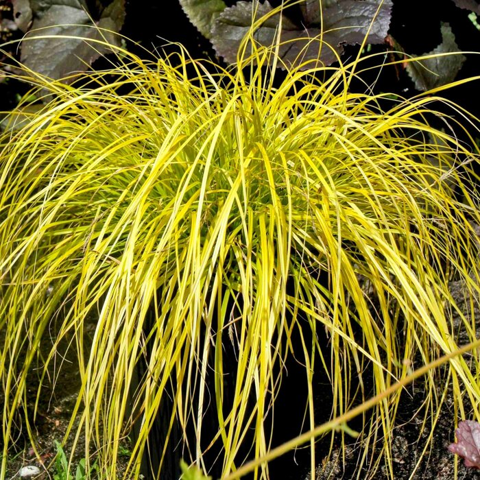 Ostrica ošimenská - Carex oshimensis 'Everillo'