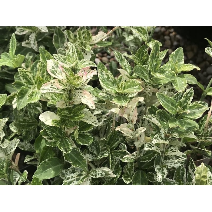 Bršlen - Euonymus fortunei ´Harlequin´