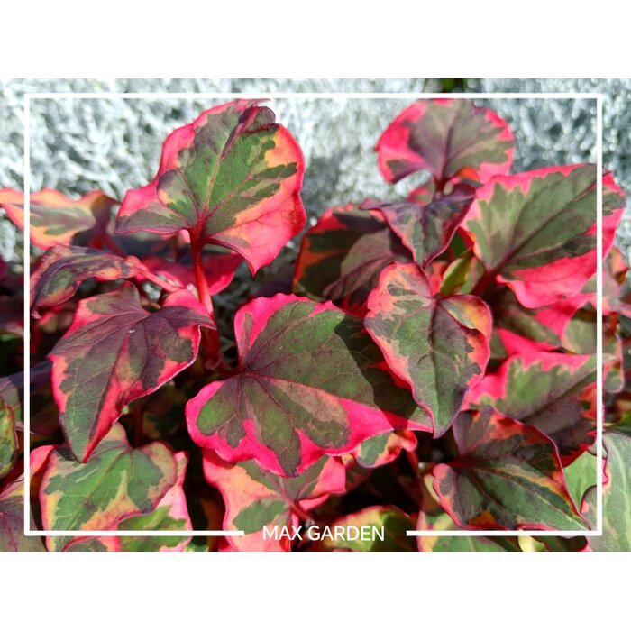 Hutónia malolistá - Houttuynia cordata ´Variegata´