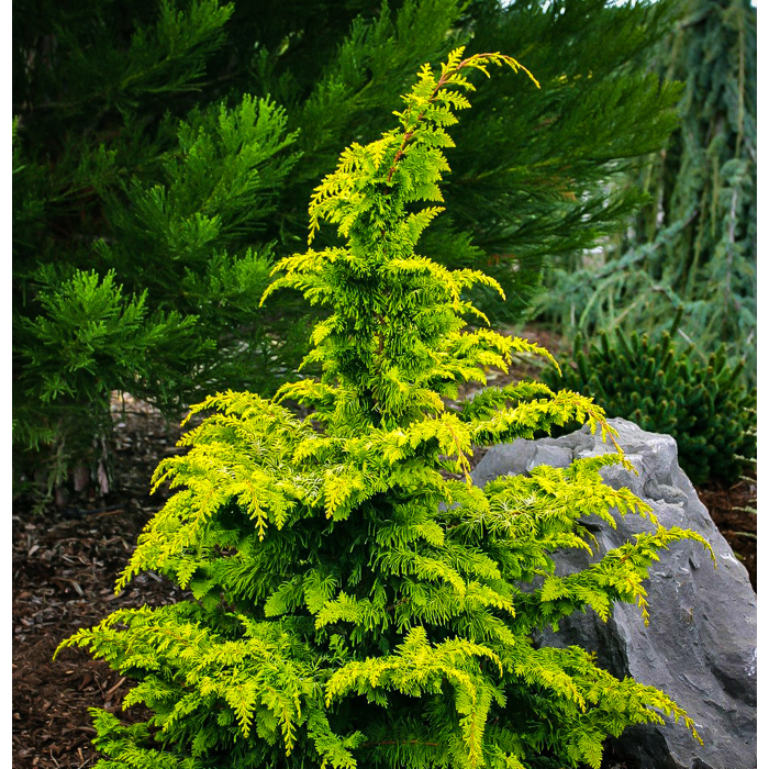Cypruštek tupolistý - Chamaecyparis obtusa 'Fernspray Gold' - 20/30cm