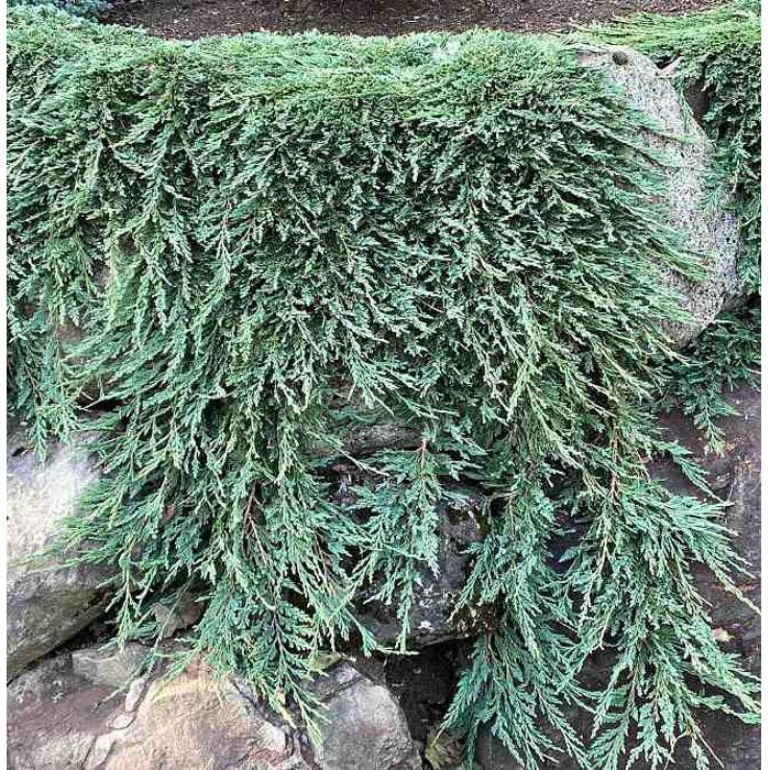 Borievka rozprestretá - Juniperus horizontalis ´Pancake´