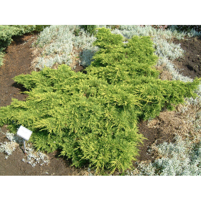 Borievka prostredná - Juniperus media ´Old gold´ 20/30cm