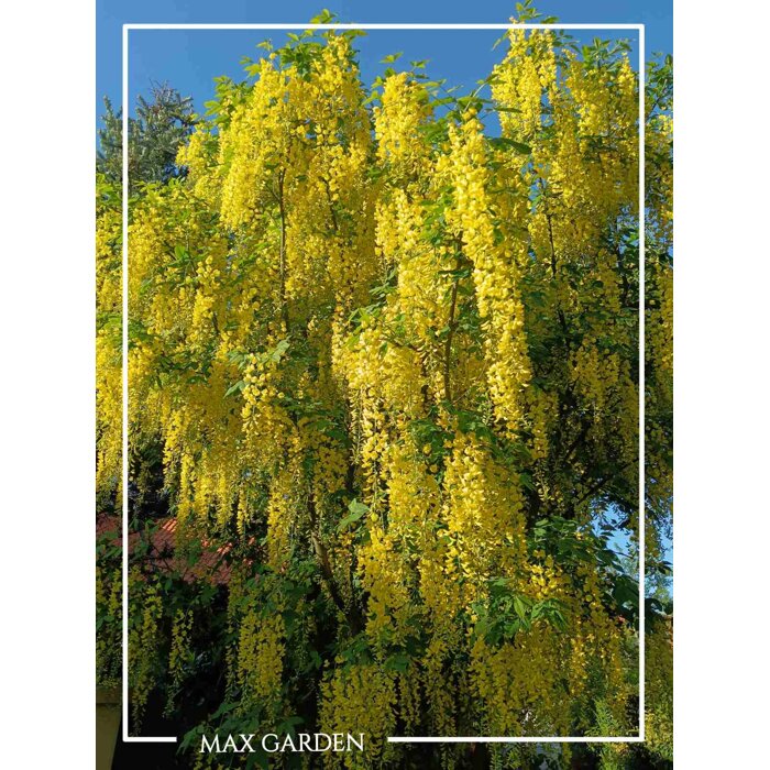 Štedrec - Laburnum anagyrodies - 40+cm