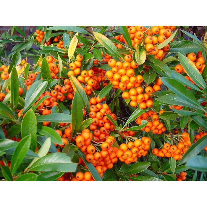 Hlohy?a šarlátová - Pyracantha 'Orange Glow' - 40+cm