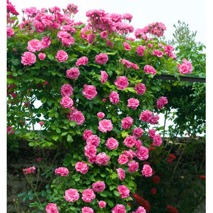 Ruža popínavá - Rosa ´Pink Cloud´ - sv.ružová