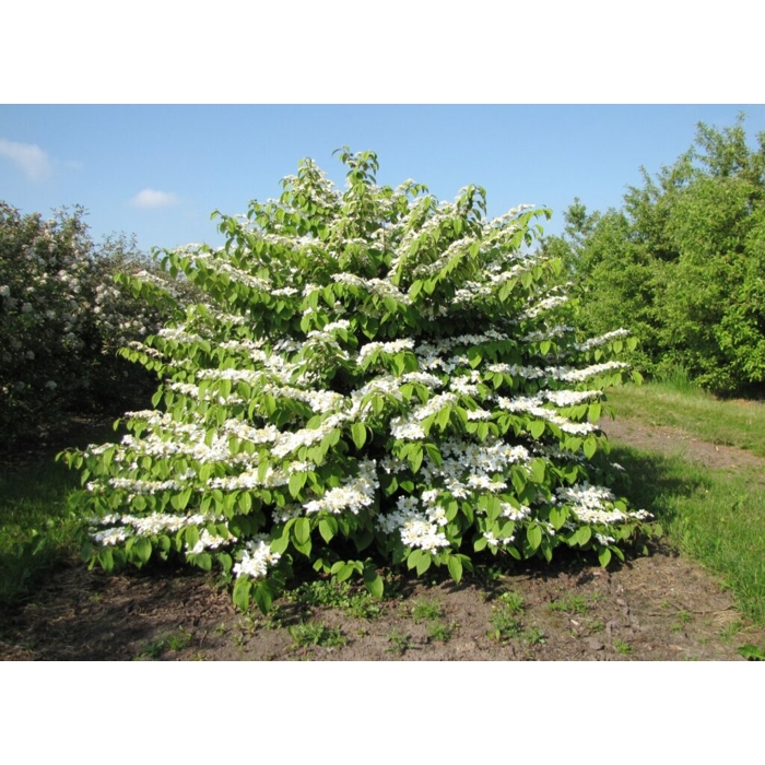 Kalina - Viburnum plicatum ´Mariesii´ -20/30cm