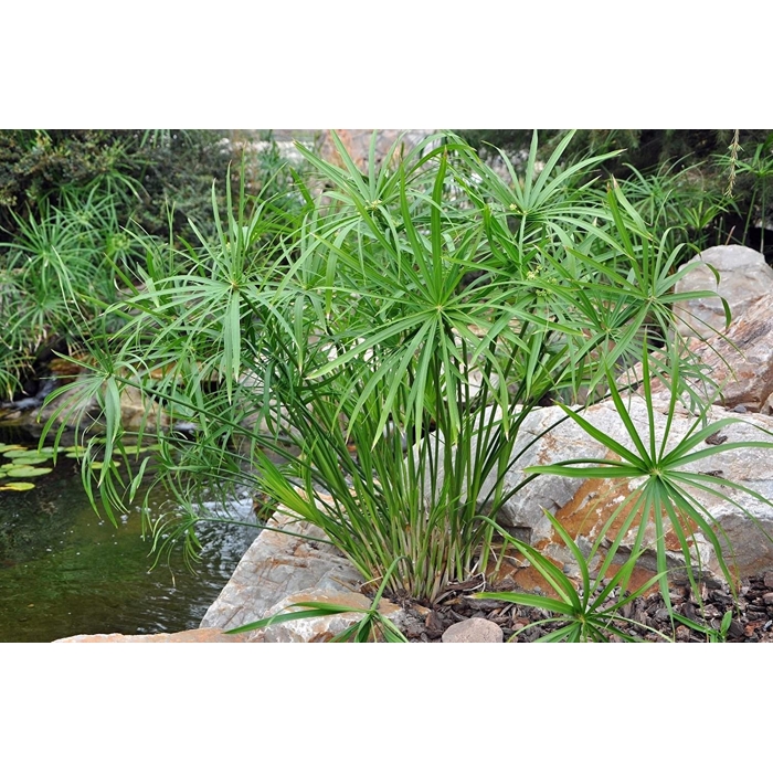 Cyperus alternifolius P9