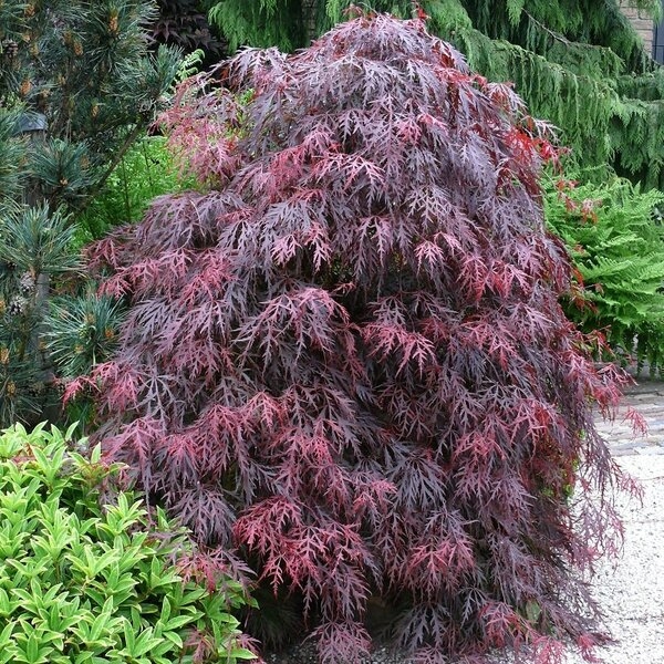Javor dla?olistý - Acer palmatum  'Dissectum Garnet' - 20/30cm