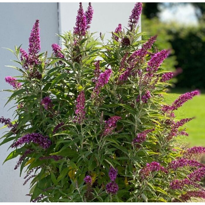 Buddleja davidii 'Butterfly Tower' - 20/30cm