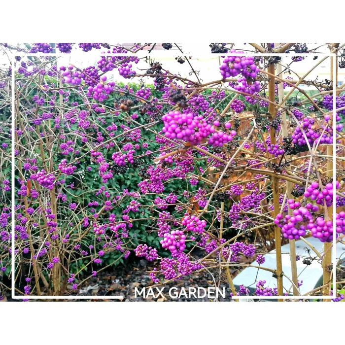 Krásnoplodka - Callicarpa bodinieri 'Profusion' - 20/30cm
