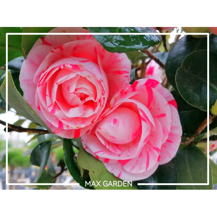 Kamélia Japonská  - Camellia japonica 'William Bartlett' - 30/40cm