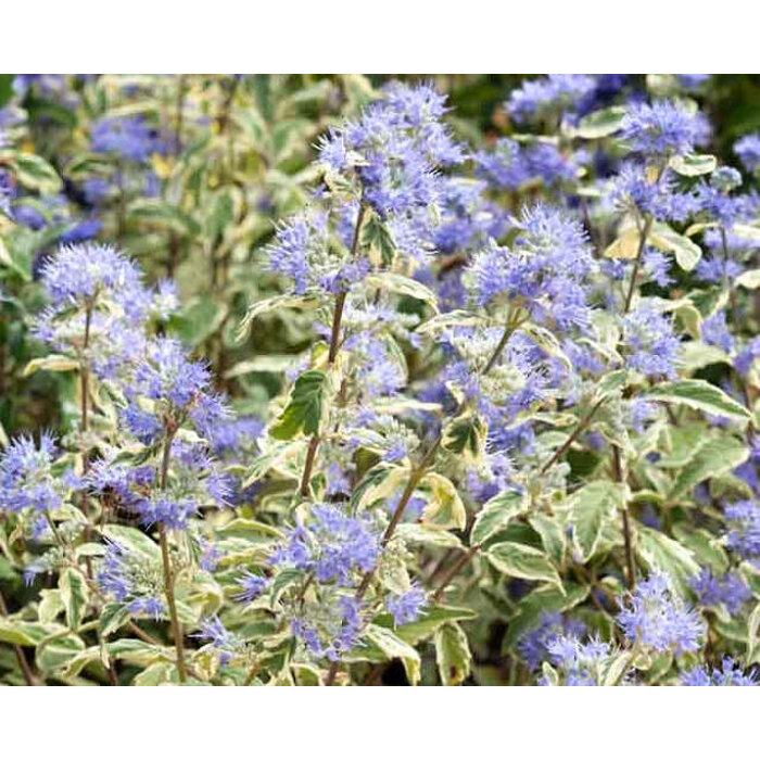 Caryopteris x clandonensis 'White Surprise'- 15/20cm