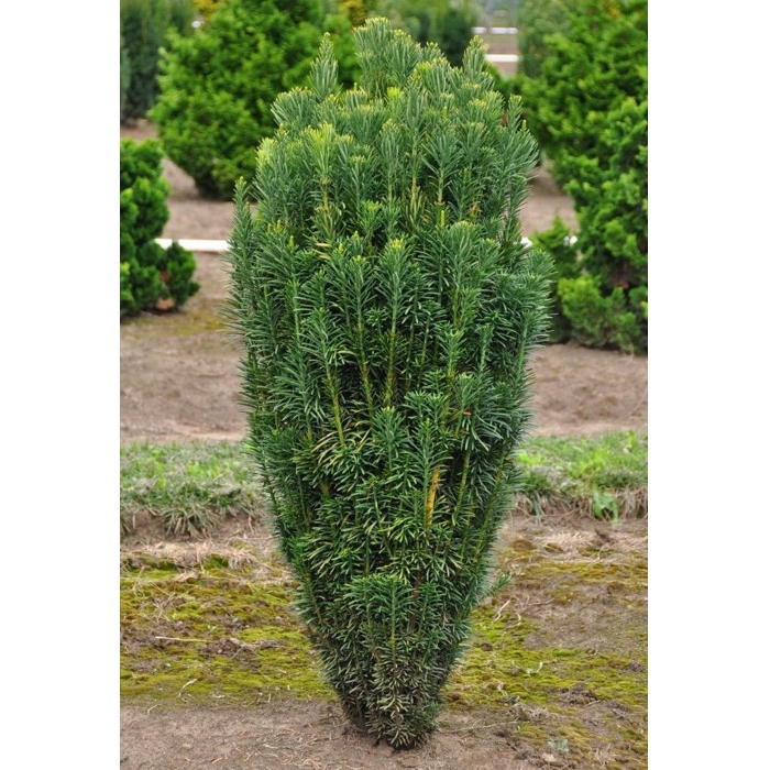 Hlavotis peckovitý - Cephalotaxus harringtonii ´Fastigiata´ - 20/30cm