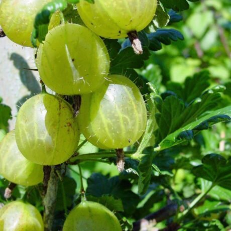 Egreš biely strom?ekový - Ribes uva-crispa 'Rixanta' - na 60cm kmeni