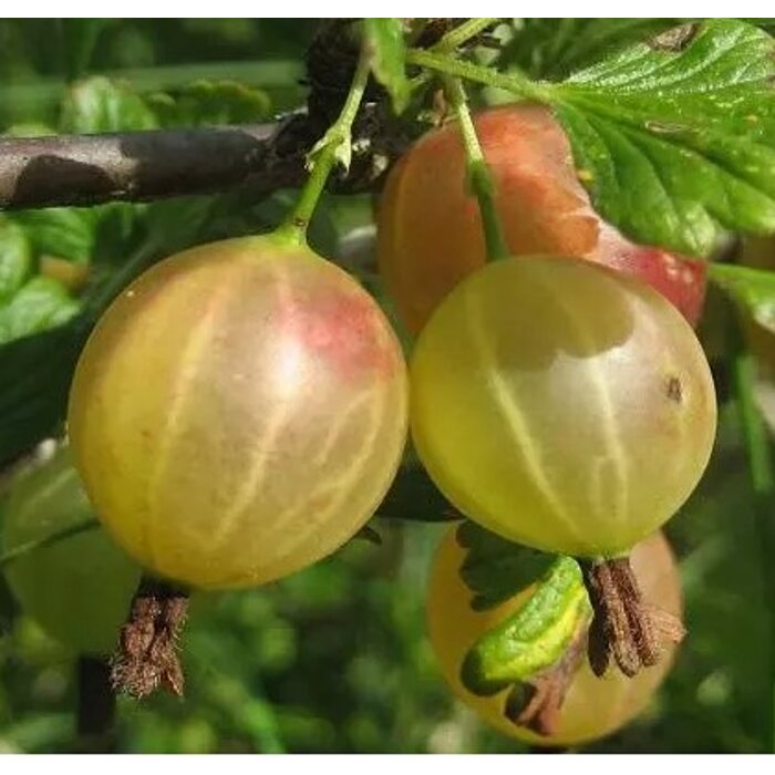 Egreš biely strom?ekový - Ribes uva-crispa 'Rodnik' - na 60cm kmeni