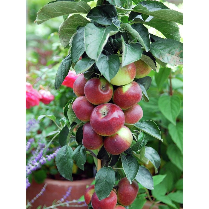 Jablo? - Malus domestica 'Flamenco' - zimná (st?povitá)