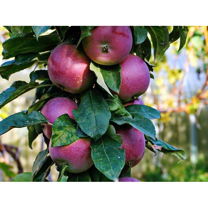 Jablo?  - Malus domestica 'Redspring' - st?povitá (skoro zimná)