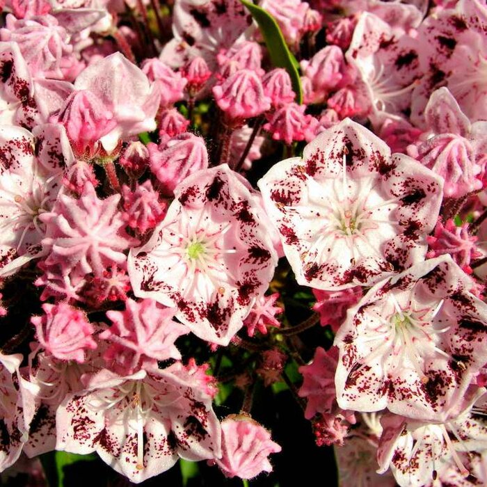 Kalmia latifolia ´Ginkona´ - 20/30cm