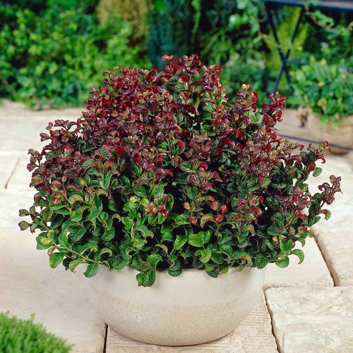 Leucothoe axillaris 'Curly Red' - 20/30cm