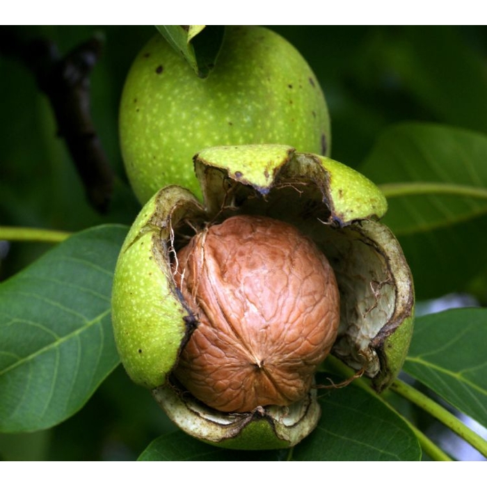 Orech vlašský - Juglans regia 'Bohumil' - 100/125cm