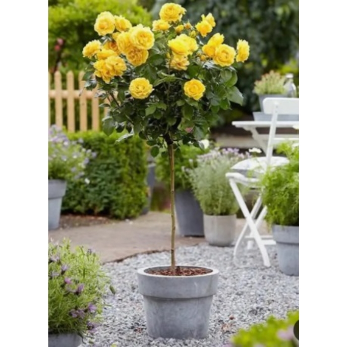 Ruža na kmienku - Rosa Topolina - žltá - na 40cm kmienku
