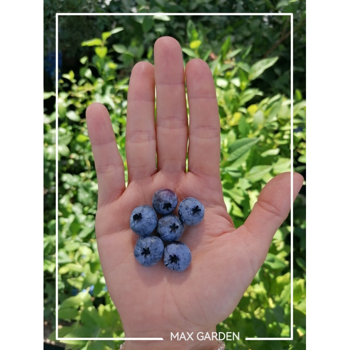 ?u?oriedky - Vaccinium corymbosum ´Duke´-  30/40cm