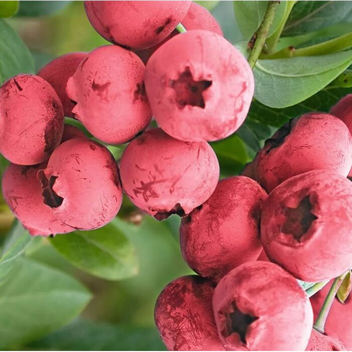 ?u?oriedka - Vaccinium corymbosum  ´Pink Bonbon´ - 20/30cm