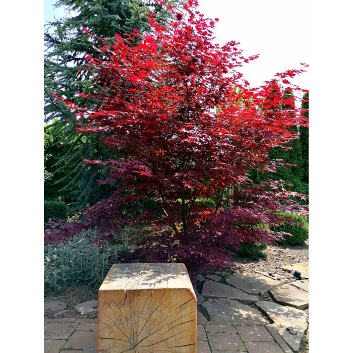 Javor dla?olistý NAJ?ERVEN?Í KULTIVAR - Acer palmatum 'Fireglow' - 270/300cm