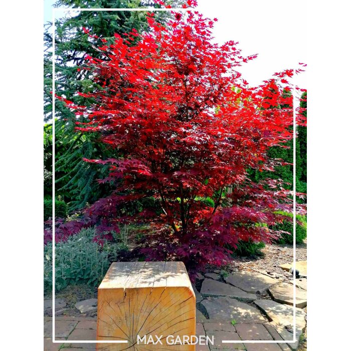 Javor dla?olistý NAJBORDOVEJŠÍ KULTIVAR - Acer palmatum 'BLOODGOOD' - 110/140cm