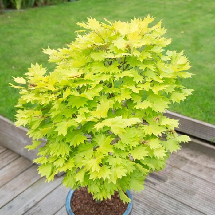 Javor japonský - Acer shirasawanum ´Jordan´- 180/200cm