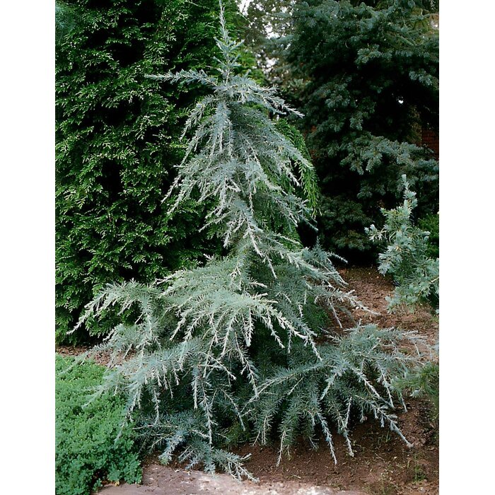 Céder himalájsky - Cedrus deodara ´Blue Triumph´ -120/140cm