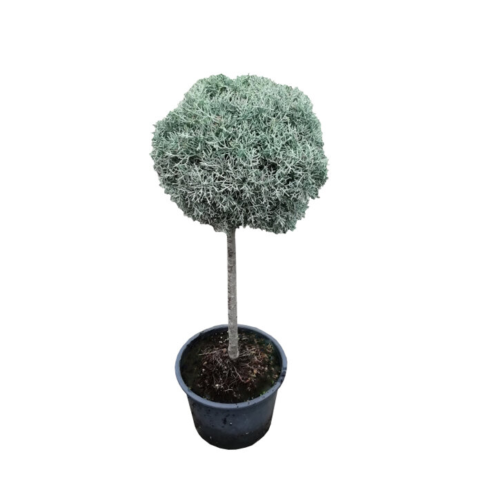 Cyprus arizónsky - Cupressus arizonica ´Fastigiata´ - na 40/50cm kmeni